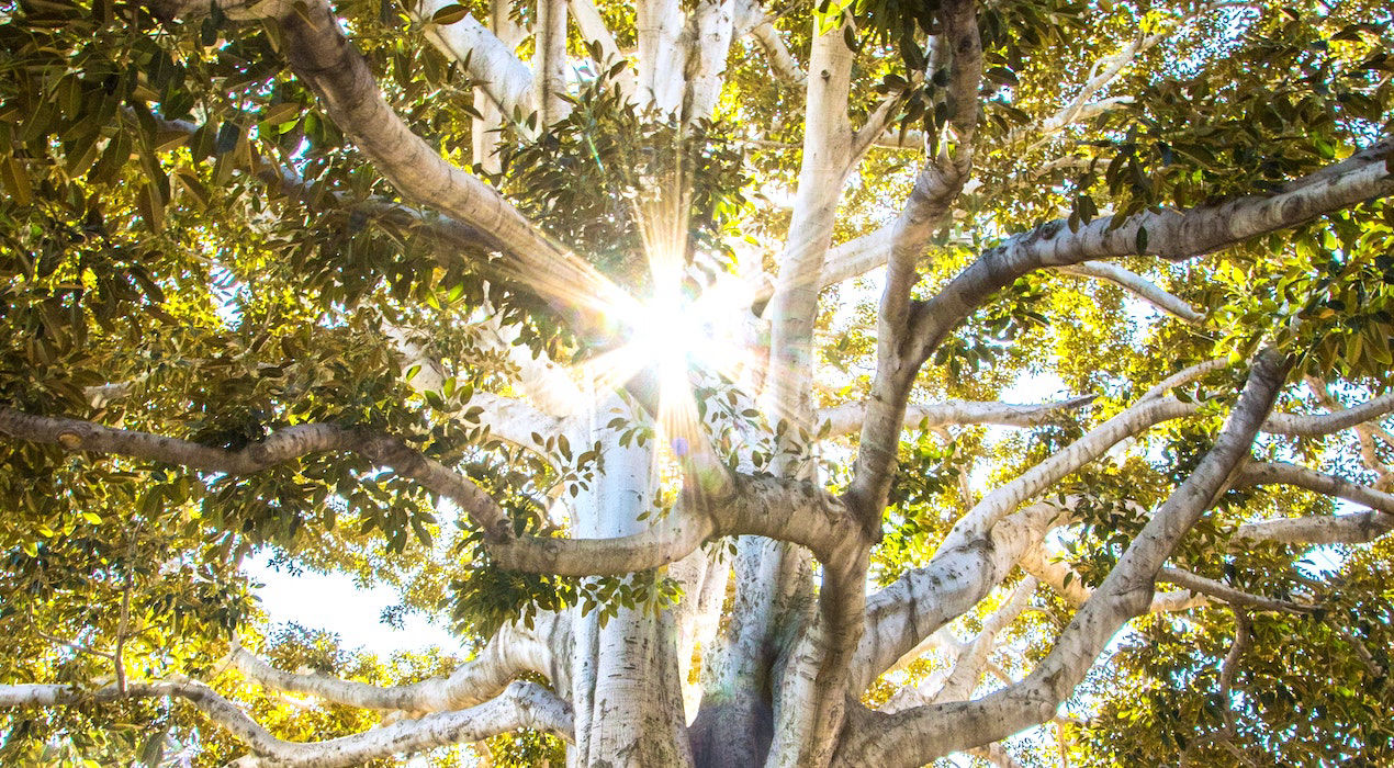 BIOTONUS - ENERGY RESTORE